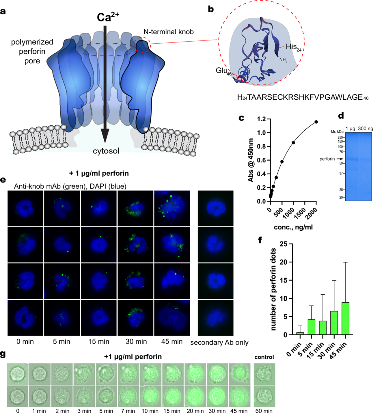 Evidence of membranolytic